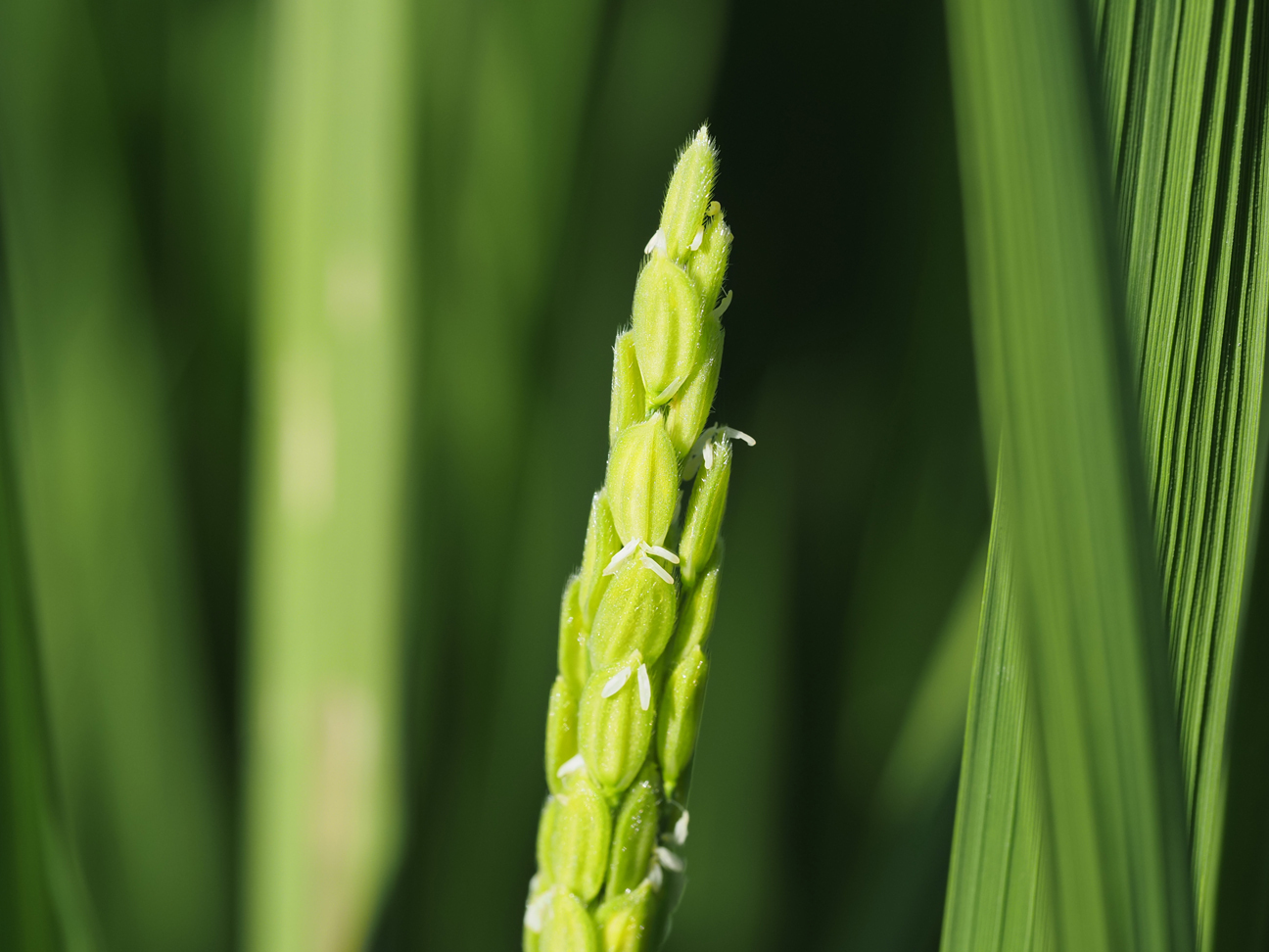 名称未設定 1 のコピー.jpg